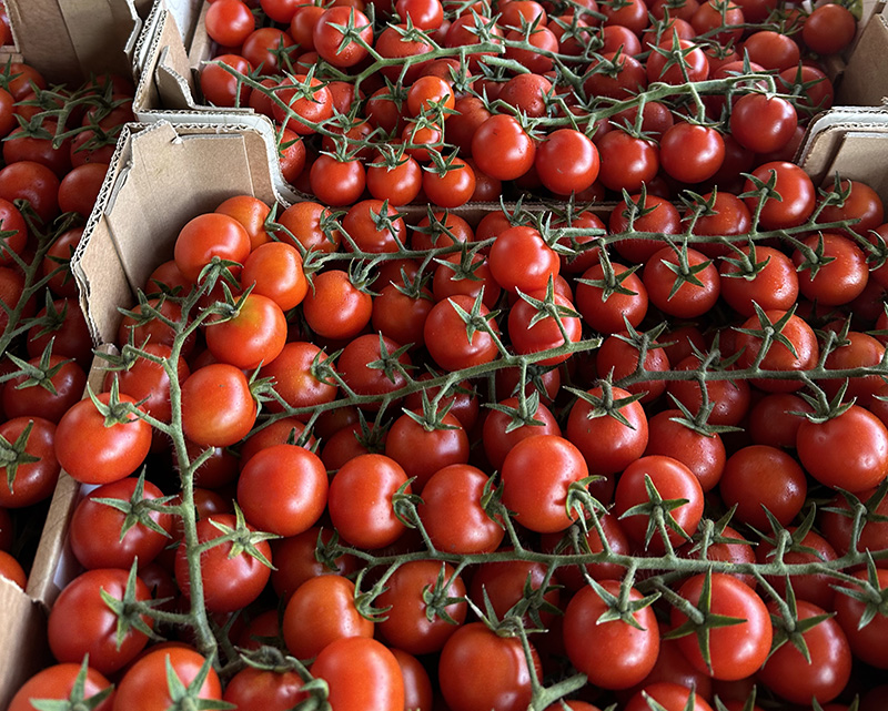 Pomodoro ciliegino - Italia - 1,20 euro al chilogrammo